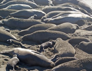Cambria--Seals