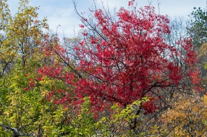 red-tree