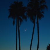 NC Village two palms and moon 800
